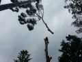 Safe tree cutting