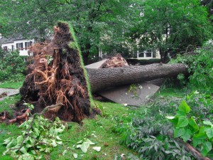 Emergency Tree Removal Sydney