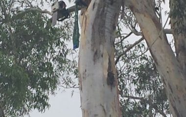 tree cutting services sydney