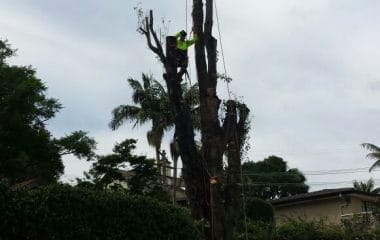 Tree Removal Services Sydney