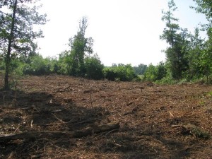 Land Clearing Services in Sydney