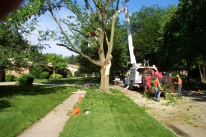 Tree Removal & Tree Cutting