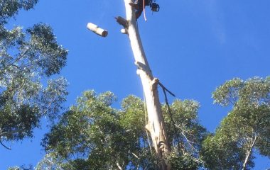 man cutting tree trunk