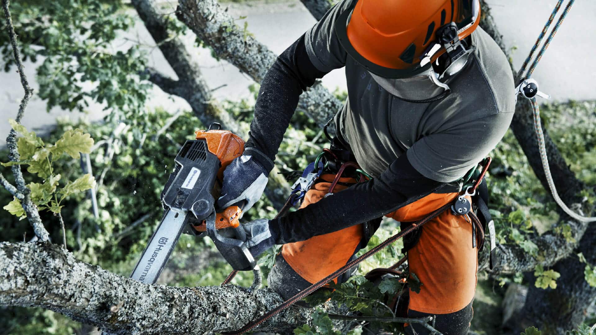 Tree Cutting with Chainsaw